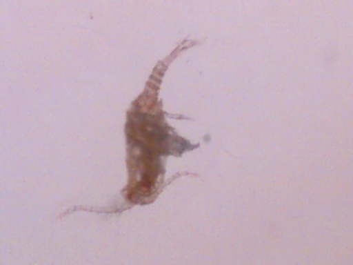 microinvertebrato? Copepode - con uova?